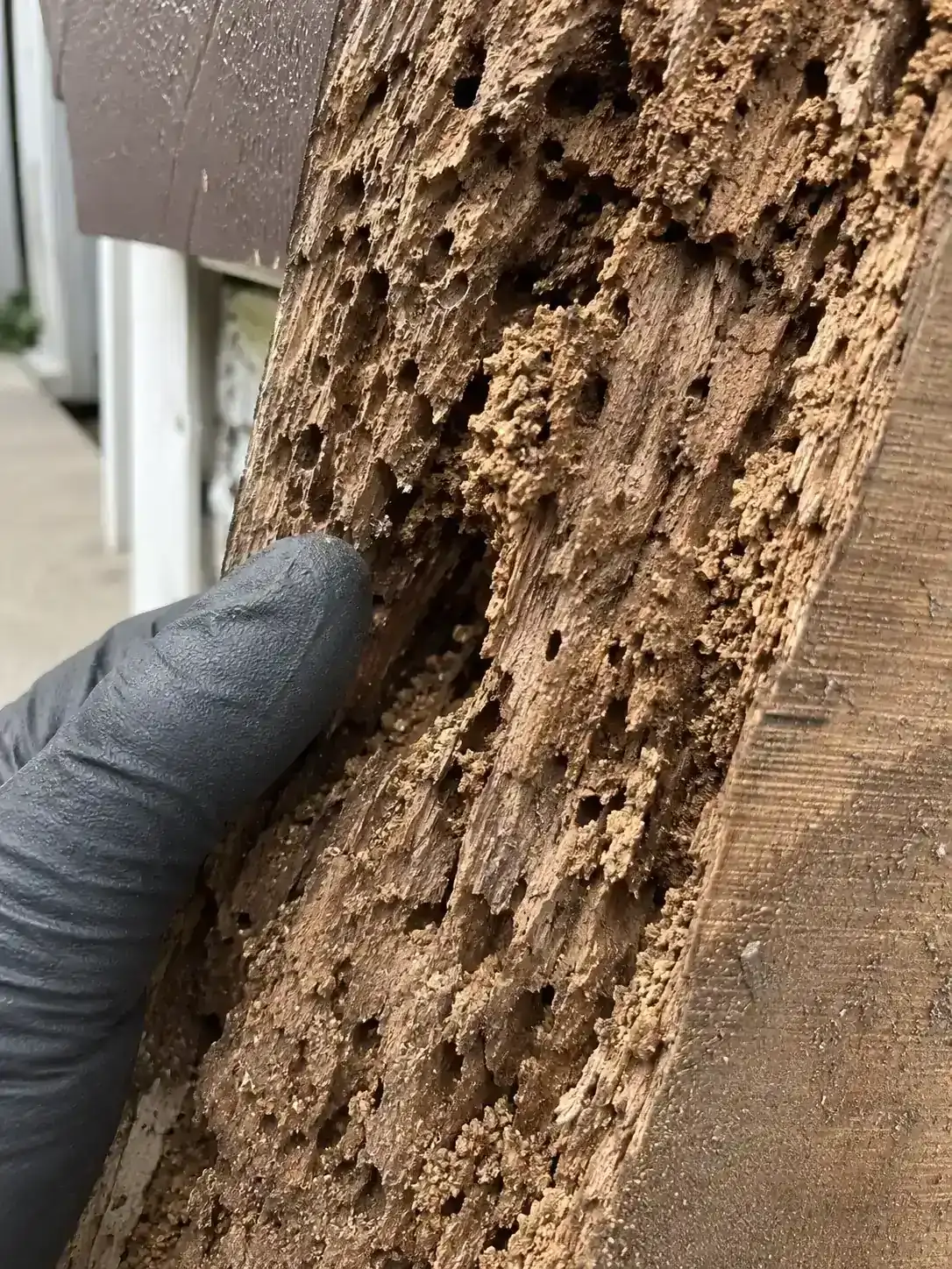 Our Services 5 Formosan Termites Control - Sacramento