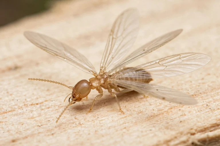 Termite swarmer with four equal-length wings and straight antennae
