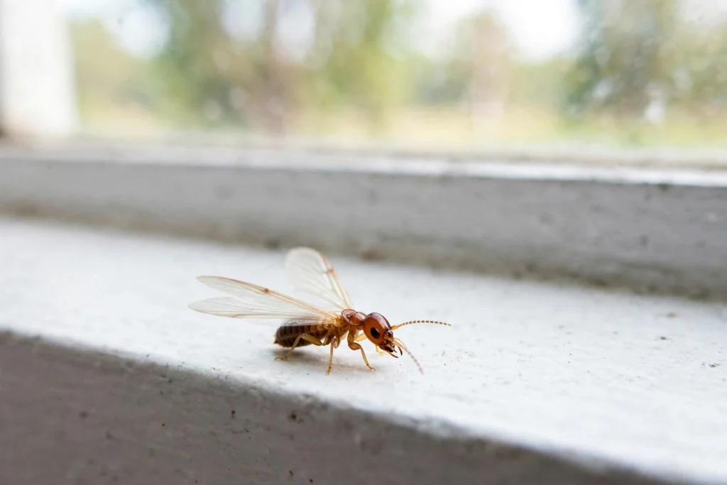 Are These Small Brown Winged Bugs in My House Termites? 1 Small brown winged bug on a windowsill in a Sacramento home
